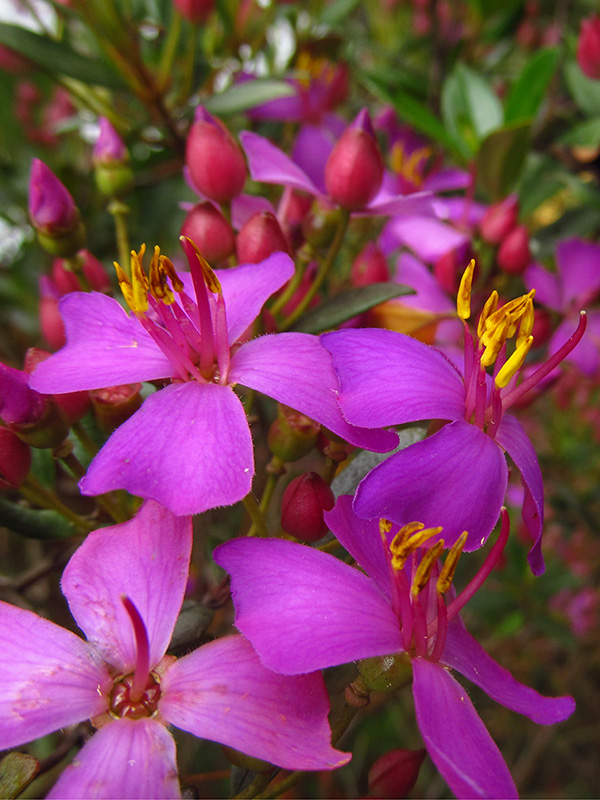 Bucquetia glutinosa –&nbsp;Melastomataceae