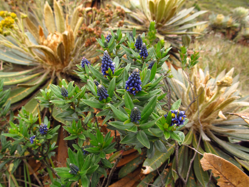 Monnina aestuans –&nbsp;Polygalaceae