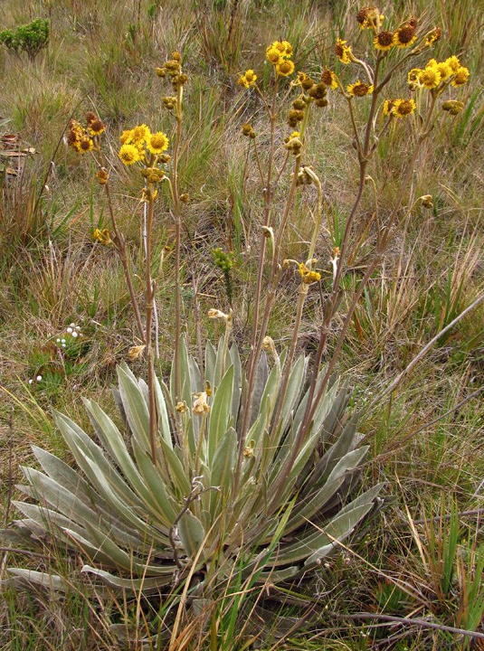 Espeletia boyacensis Cuatrec. – Asteraceae&nbsp;(Endémica)