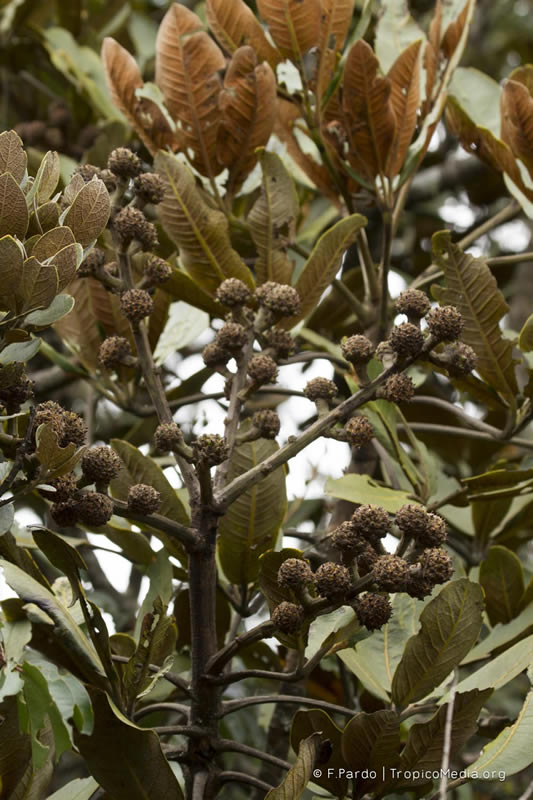 Schefflera trianae (Planch. & Linden ex Marchal) Harms –&nbsp;Araliaceae