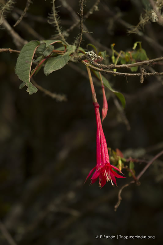 Fuchsia venusta –&nbsp;Onagraceae