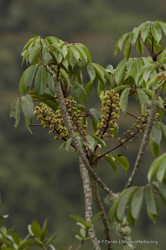 Schefflera paniculitomentosa Cuatrec. – Araliaceae&nbsp;(Endémica)