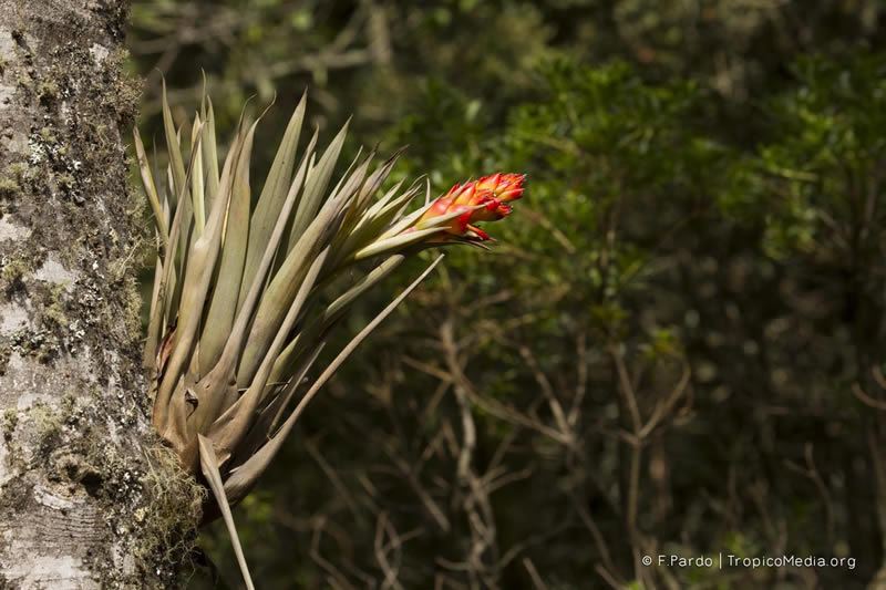 Tillandsia turneri –&nbsp;Bromeliaceae