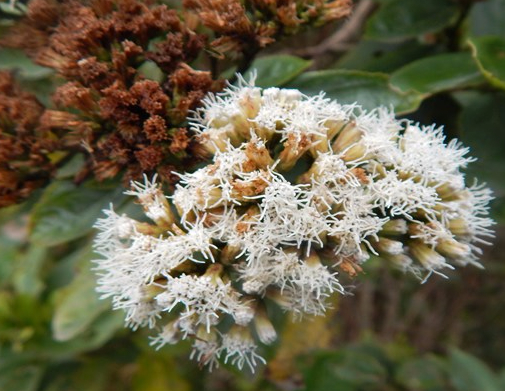 Ageratina tinifolia (Kunth) R.M.King & H.Rob. –&nbsp;Asteraceae