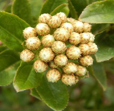 Baccharis prunifolia Kunth –&nbsp;Asteraceae