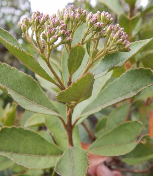 Ageratina glyptophlebia (B.L.Rob.) R.M.King & H.Rob. –&nbsp;Asteraceae