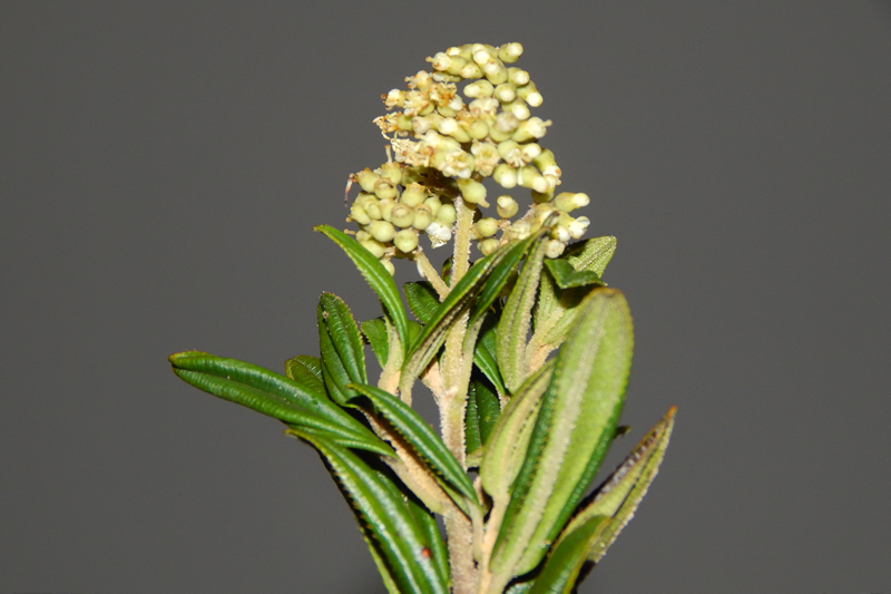 Miconia elaeoides –&nbsp;Melastomataceae