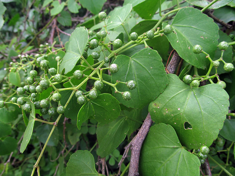 Cissus verticillata –&nbsp;Vitaceae