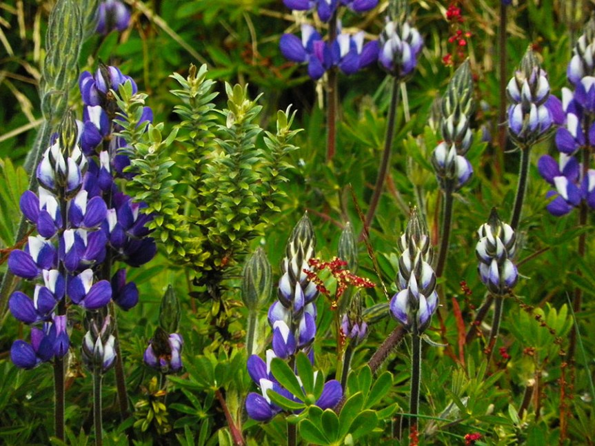 Lupinus monserratensis –&nbsp;Fabaceae