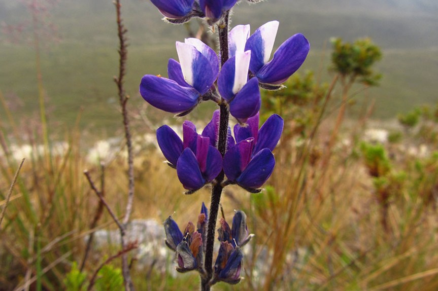 Lupinus crucis-viridis –&nbsp;Fabaceae