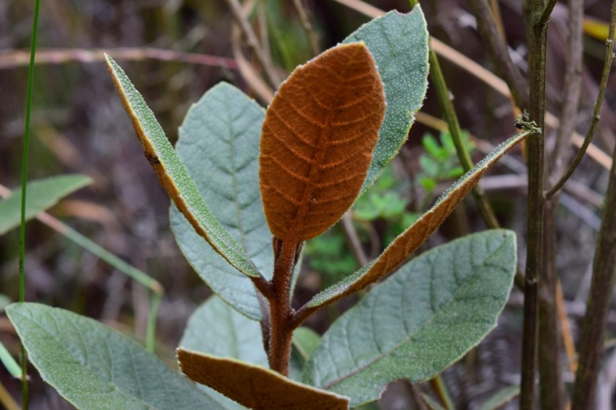 Clethra fimbriata - Clethraceae