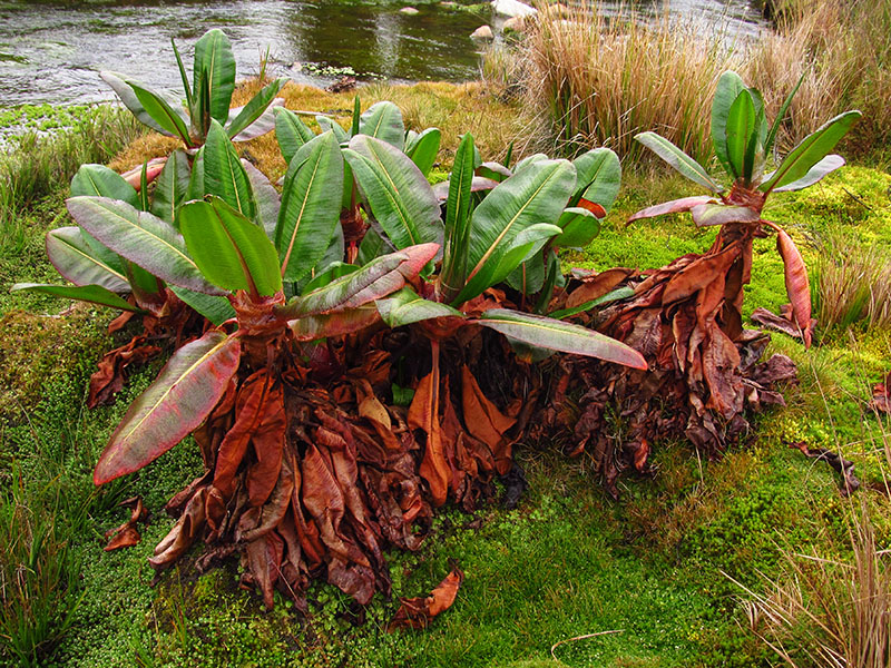 Rumex tolimensis –&nbsp;Polygonaceae