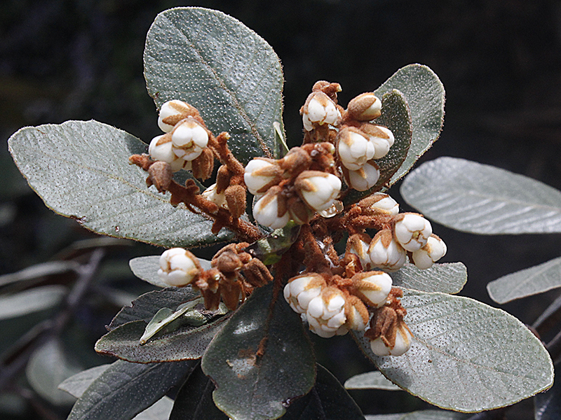 Clethra fimbriata –&nbsp;Clethraceae