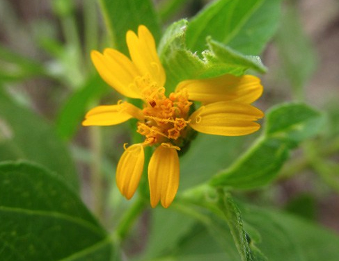 Wedelia fruticosa Jacq. –&nbsp;Asteraceae