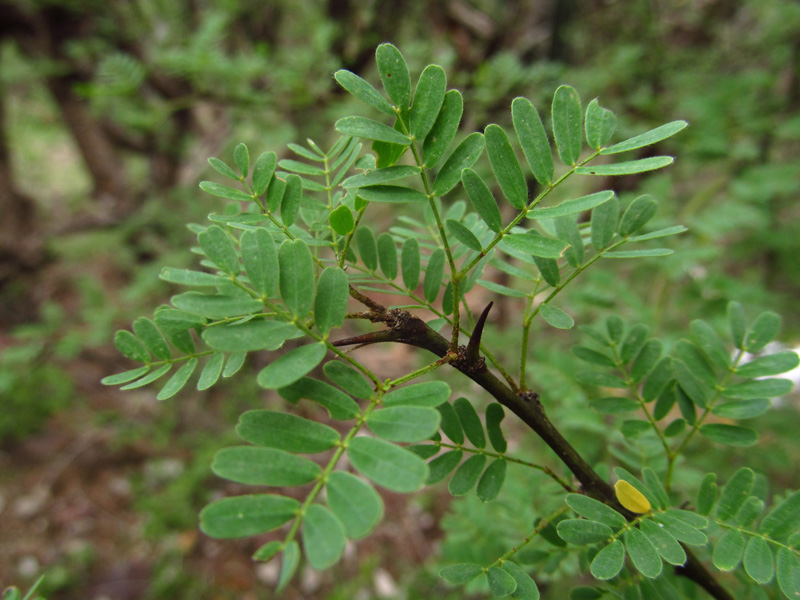 Parkinsonia praecox –&nbsp;Fabaceae