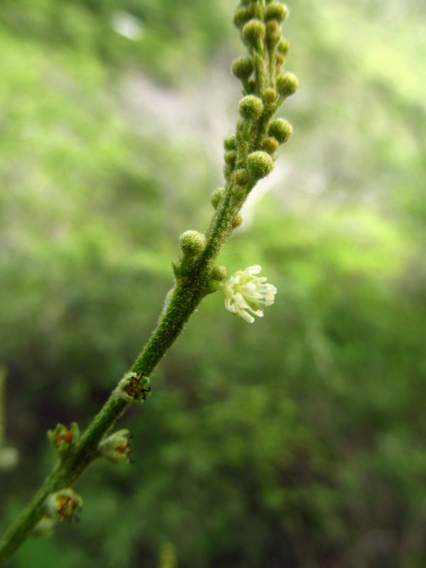 Croton leptostachyus –&nbsp;Euphorbiaceae