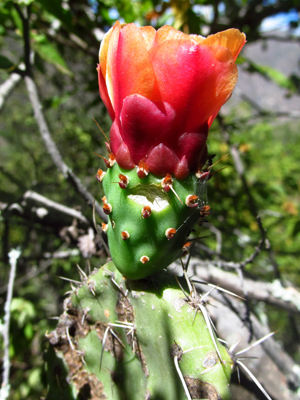 Opuntia schumanii –&nbsp;Cactaceae