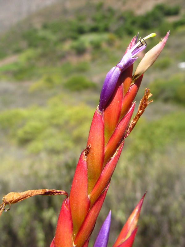 Tillandsia balbisiana –&nbsp;Bromeliaceae