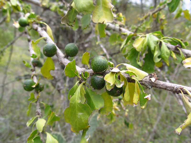 Randia aculeata –&nbsp;Rubiaceae