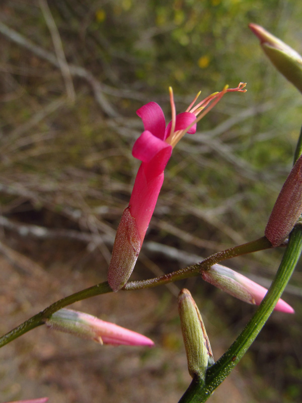 Tillandsia flexuosa –&nbsp;Bromeliaceae