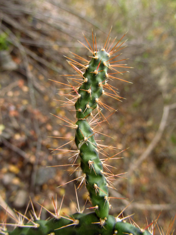 Opuntia pubescens –&nbsp;Cactaceae
