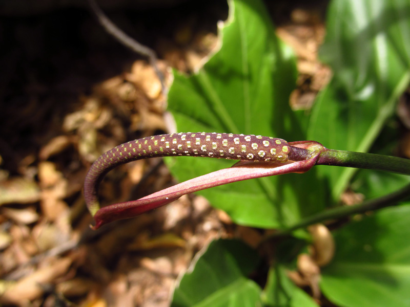 Anthurium fendleri Schott –&nbsp;Araceae