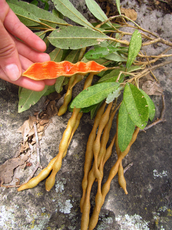 Quadrella indica (L.) Iltis & Cornejo –&nbsp;Capparaceae