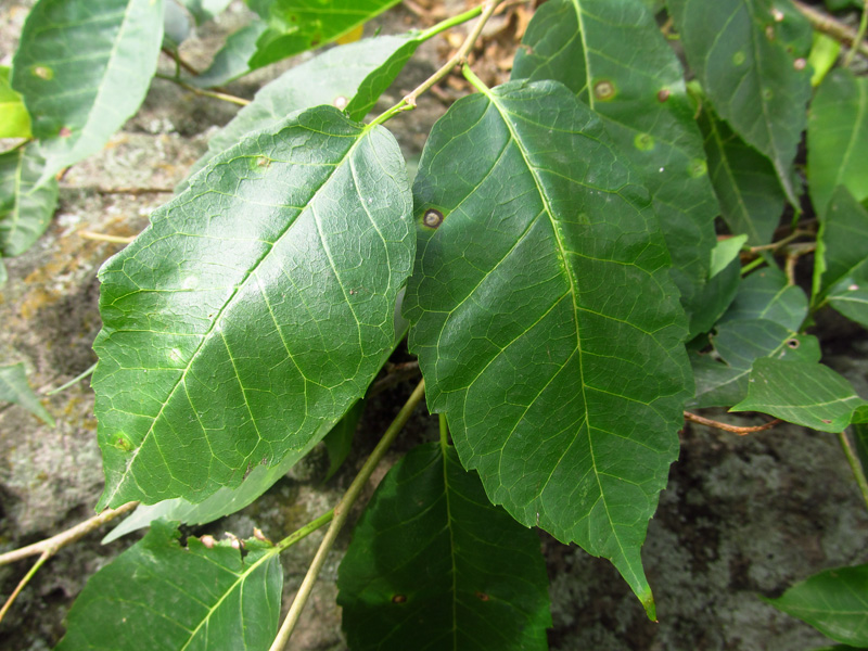 Maclura tinctoria –&nbsp;Moraceae