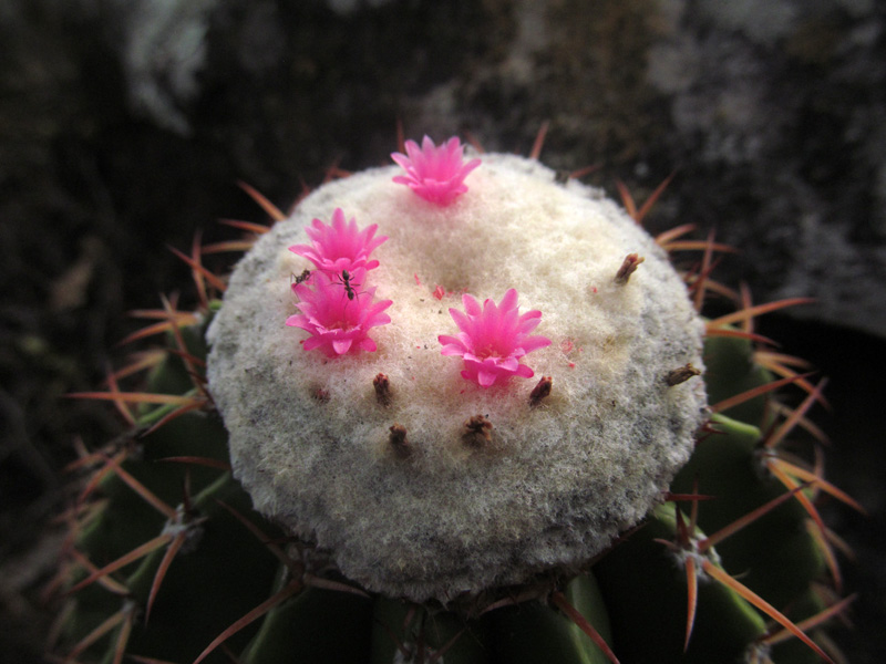 Melocactus schatzlii –&nbsp;Cactaceae