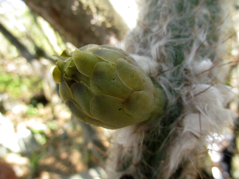 Pilosocereus lanuginosus (L.) Byles & G.D.Rowley –&nbsp;Cactaceae