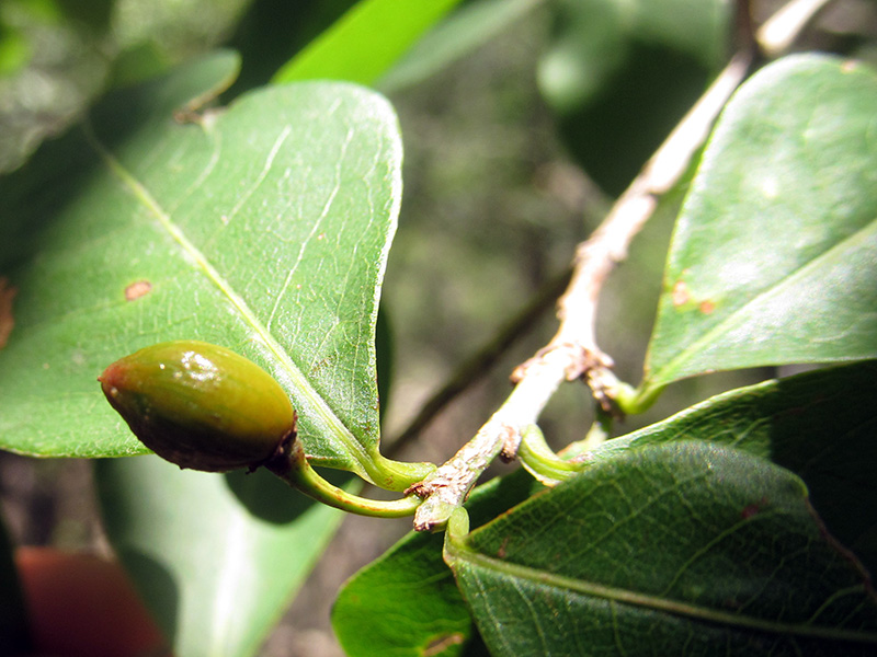 Erythroxylum oxycarpum –&nbsp;Erythroxylaceae