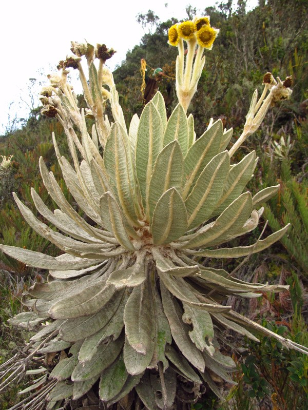 Espeletia barclayana Cuatrec. – Asteraceae&nbsp;(Endémica)