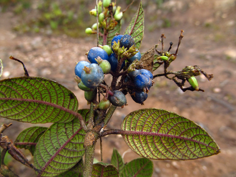 Palicourea aschersonianoides –&nbsp;Rubiaceae
