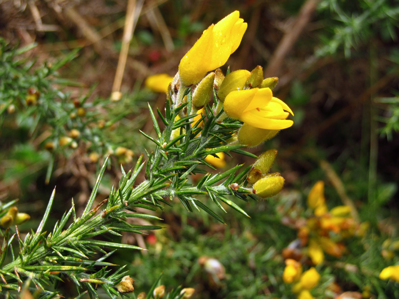 Ulex europaeus – Fabaceae – (Invasora&nbsp;exótica)