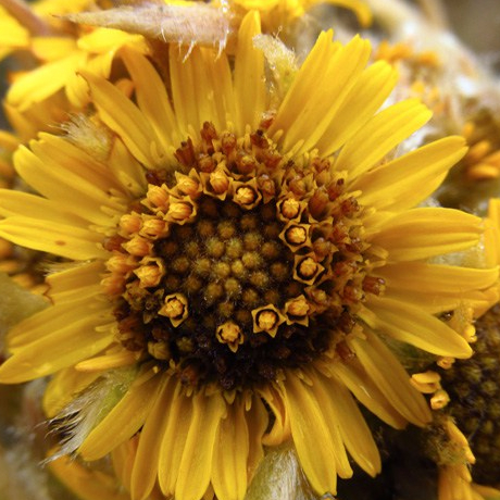 Espeletia congestiflora Cuatrec. – Asteraceae&nbsp;(Endémica)