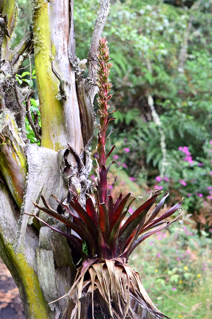 Tillandsia pastensis - Bromeliaceae