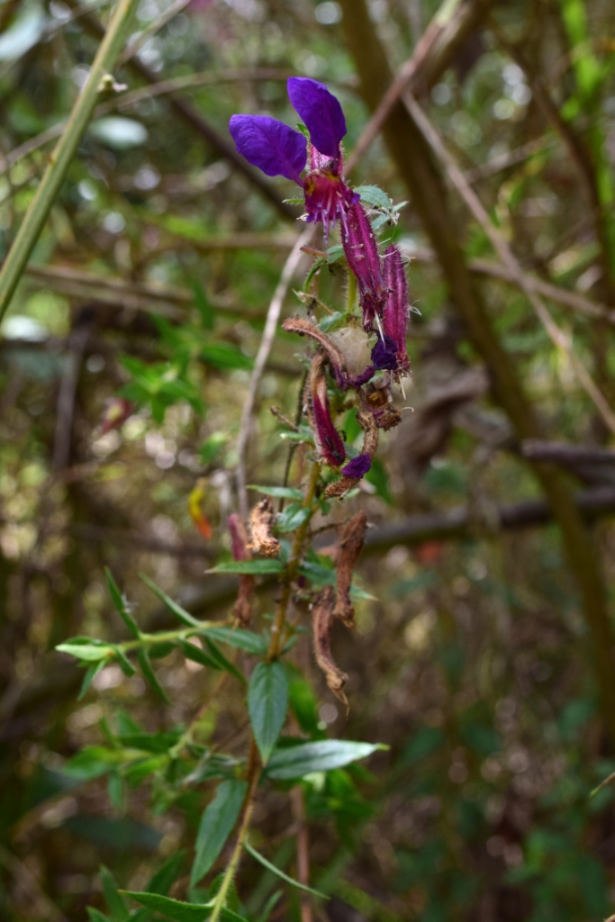 Cuphea dipetala - Lythraceae