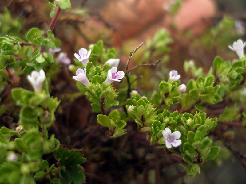 Clinopodium nubigenum –&nbsp;Lamiaceae