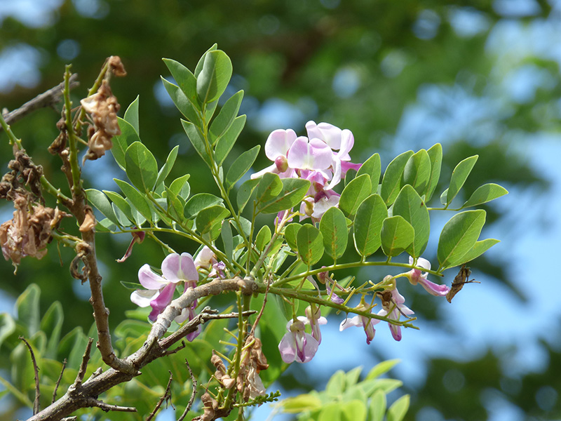 Gliricidia sepium –&nbsp;Fabaceae