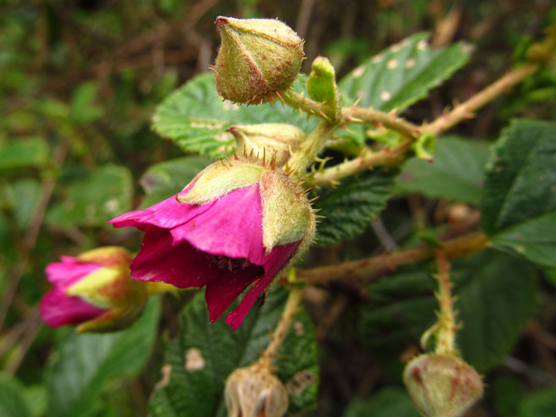Rubus macrocarpus –&nbsp;Rosaceae