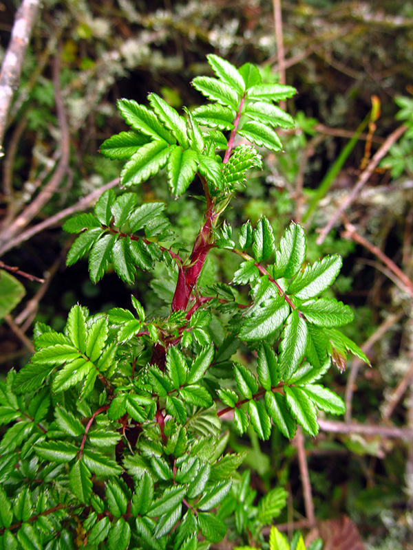 Acaena elongata –&nbsp;Rosaceae