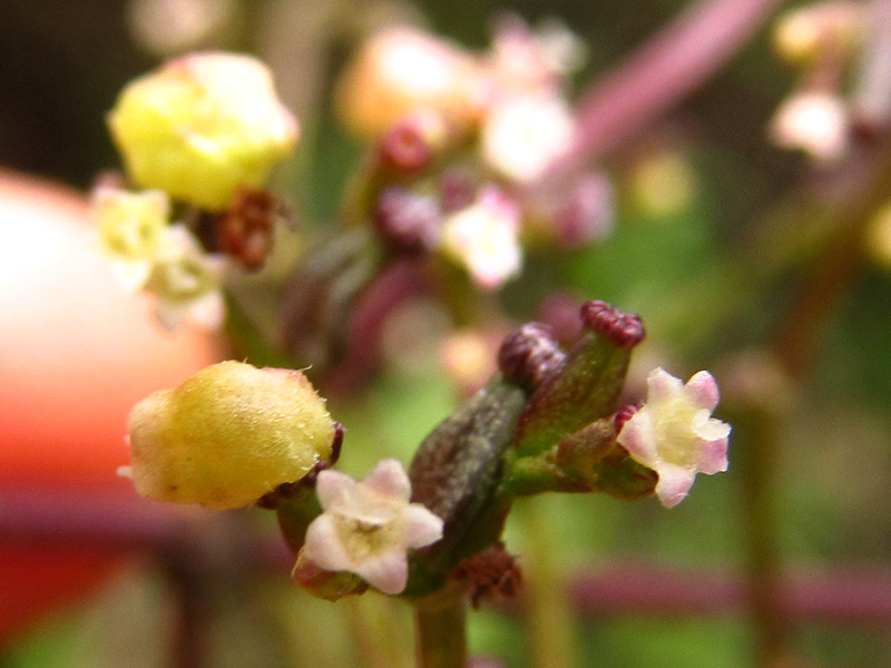 Valeriana clematitis –&nbsp;Caprifoliaceae