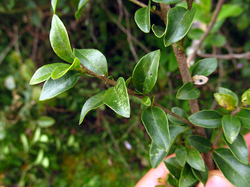 Cestrum buxifolium –&nbsp;Solanaceae
