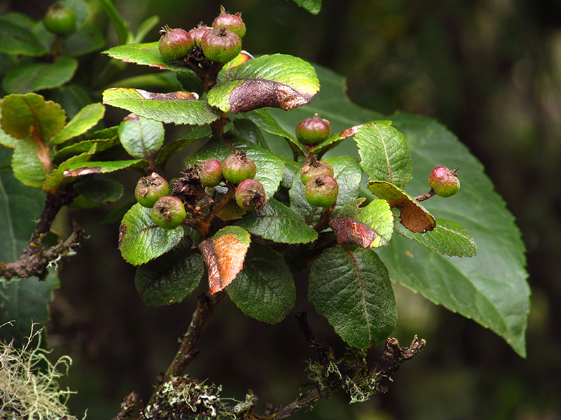 Hesperomeles goudotiana –&nbsp;Rosaceae