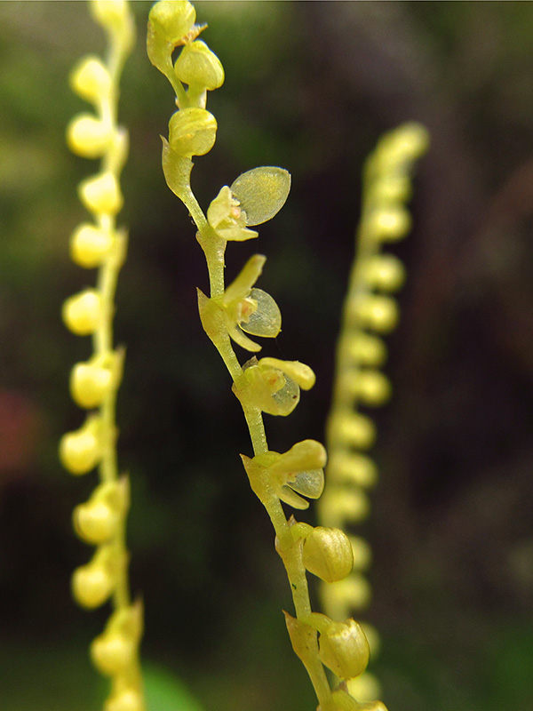 Stelis pulchella –&nbsp;Orchidaceae