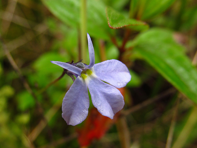 Lobelia tenera –&nbsp;Campanulaceae