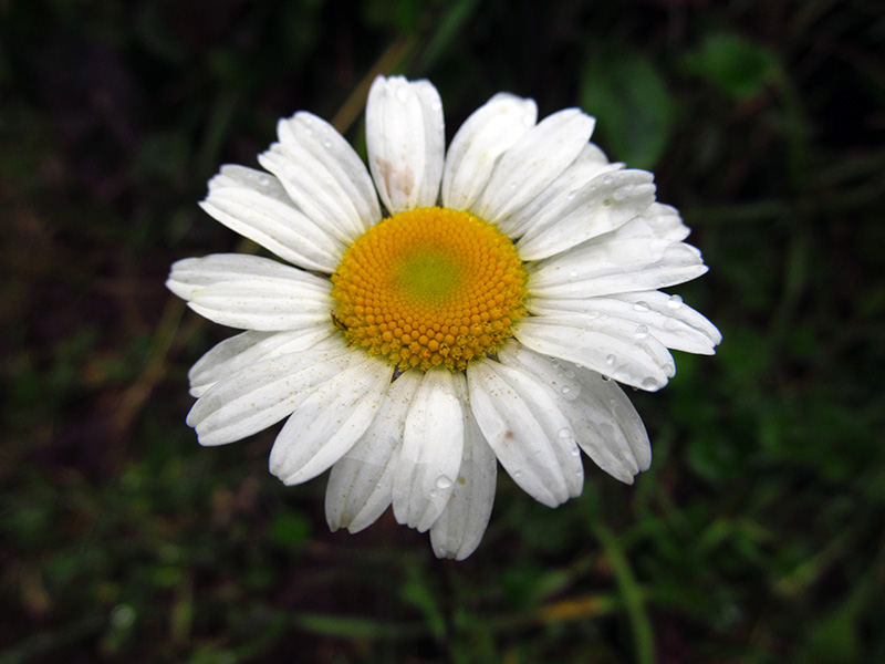 Leucanthemum vulgare (Vaill.) Lam. - Asteraceae (Exótica)