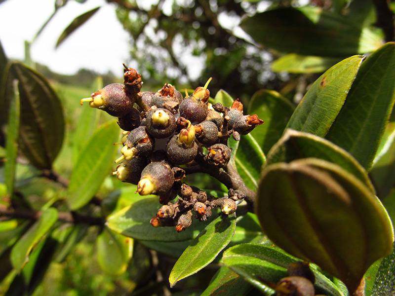 Miconia squamulosa –&nbsp;Melastomataceae