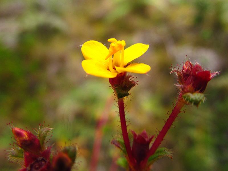 Chaetolepis microphylla –&nbsp;Melastomataceae