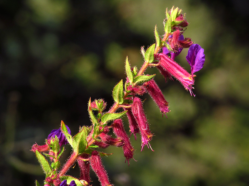 Cuphea dipetala –&nbsp;Lythraceae